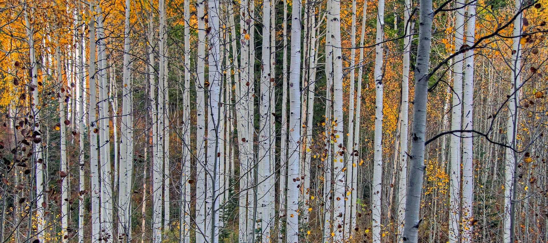 post list item background